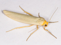 Hoary Footman